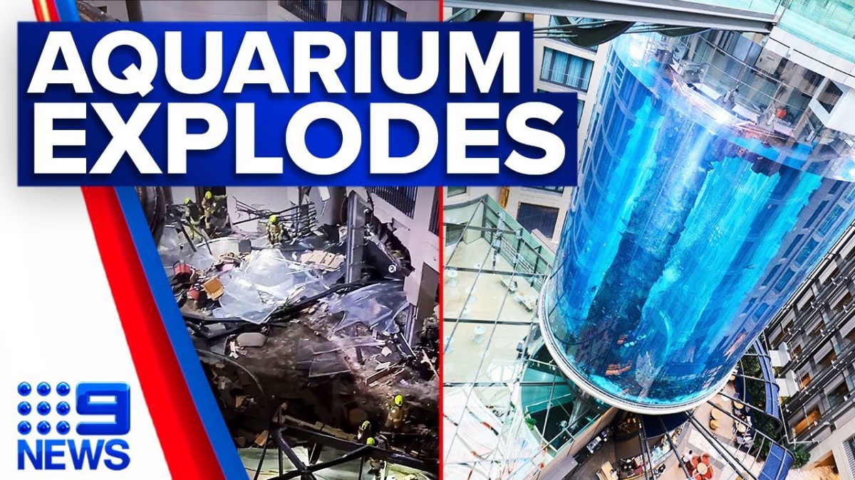 Hotel Aquarium Explosion Kills Hundreds Of Fish Redline Headlines