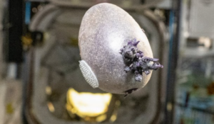 NASA Potato Sparks Alien Panic