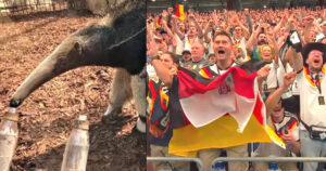 Anteater Taio picked a draw, but Germany crushed Curaçao 7-1