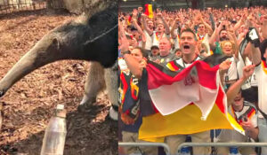 Anteater Taio picked a draw, but Germany crushed Curaçao 7-1