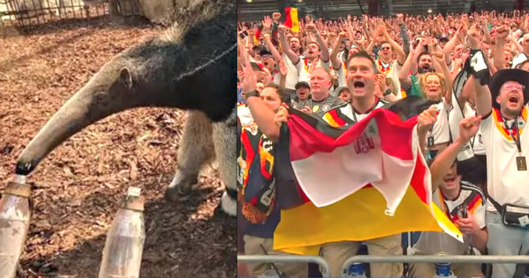 Anteater Taio at a zoo enclosure with World Cup prediction bottles nearby