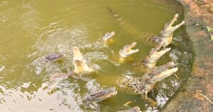 Police Say Man Threw 3-Year-Old Into Crocodile Enclosure at UK Zoo—Won’t Name Suspect