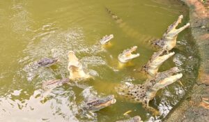 Police Say Man Threw 3-Year-Old Into Crocodile Enclosure at UK Zoo—Won’t Name Suspect