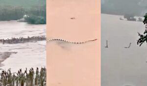 Reservoir Collapse Floods Chinese Village — Then Hundreds of Venomous Snakes Escape (VIDEOS)