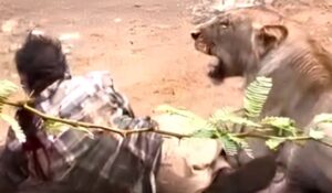 WATCH: Lioness Mauls, Pins Down Cattle Herder — Then He Pets Her Like a Cat [VIDEO]